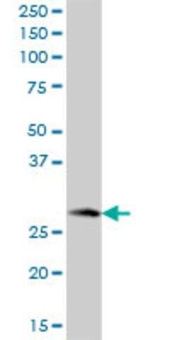 Anti-MAWBP antibody produced in mouse