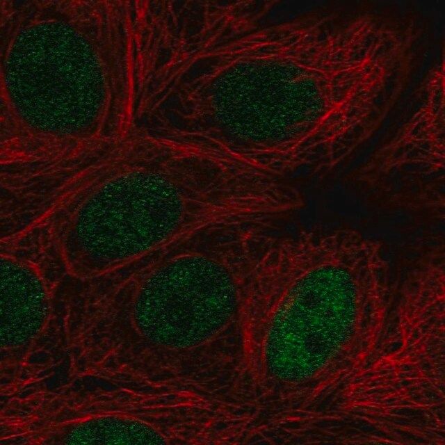 Anti-MAZ antibody produced in rabbit