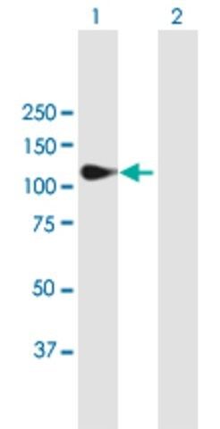 Anti-MATN2 antibody produced in mouse