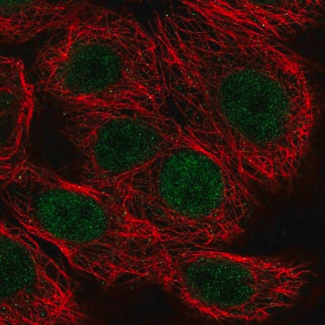 Anti-MAZ antibody produced in rabbit