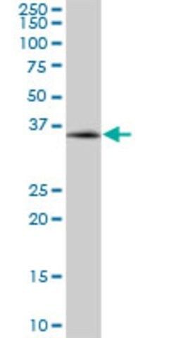 Anti-MBNL3 antibody produced in mouse