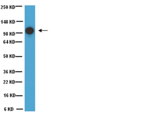 Anti-MCAM Antibody, clone P1H12