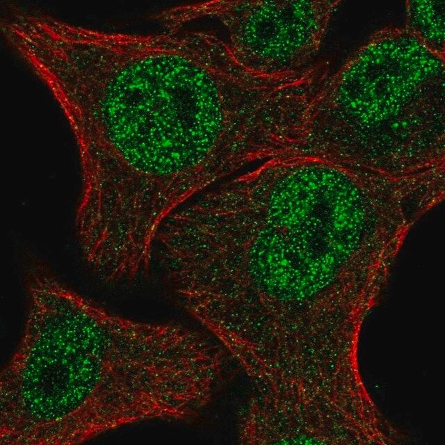 Anti-MBNL2 antibody produced in rabbit