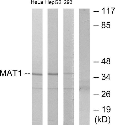 Anti-MAT1 antibody produced in rabbit