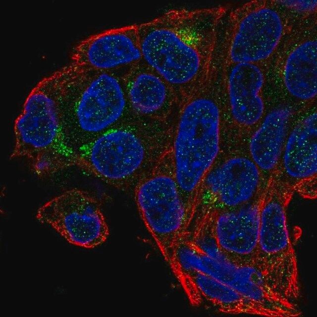 Anti-MBOAT4 antibody produced in rabbit