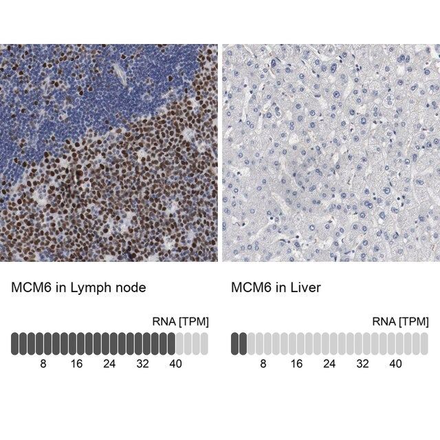 Anti-MCM6 antibody produced in rabbit