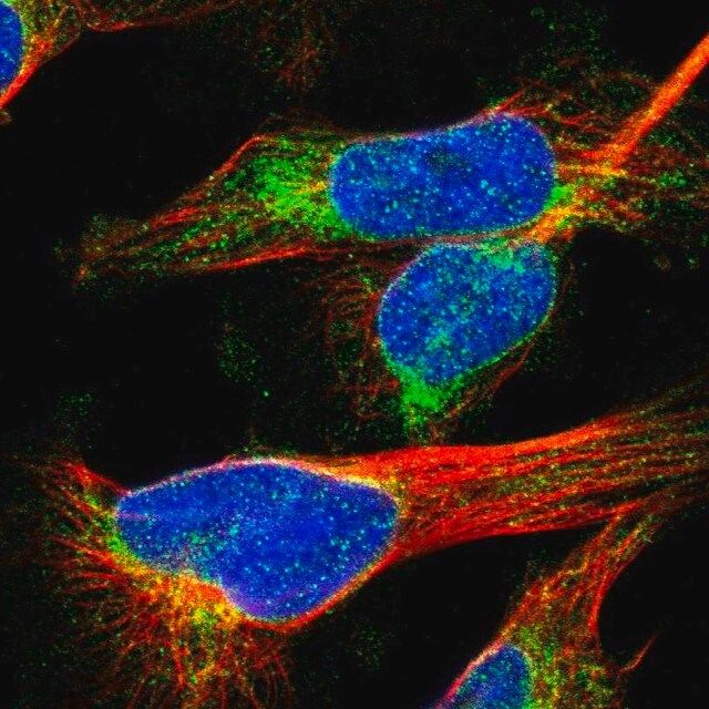 Anti-MCM3AP antibody produced in rabbit