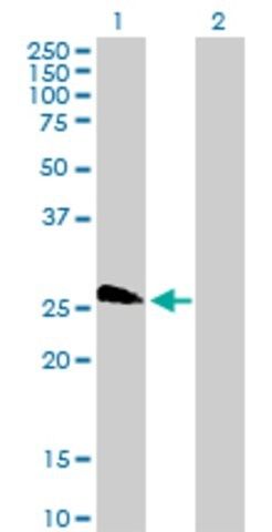 Anti-LOC391746 antibody produced in mouse