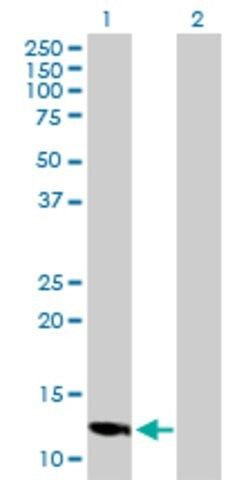 Anti-LOC494141 antibody produced in mouse