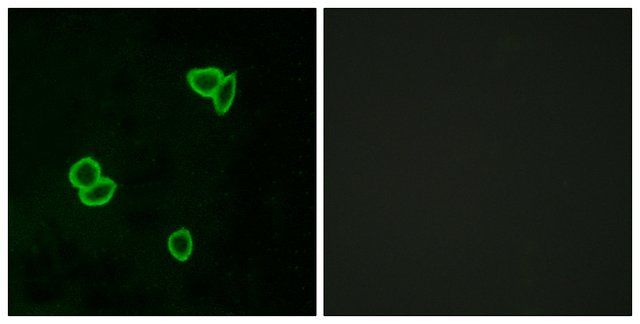 Anti-LPHN1 antibody produced in rabbit