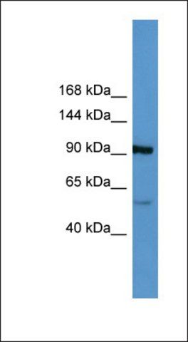 Anti-LPA antibody produced in rabbit