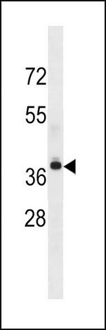 ANTI-LPAR4 (CENTER) antibody produced in rabbit