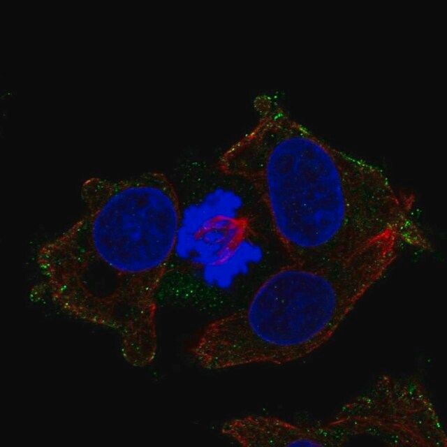 Anti-LPAR6 antibody produced in rabbit