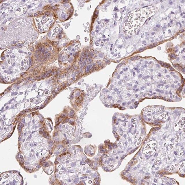 Anti-LPAR4 antibody produced in rabbit