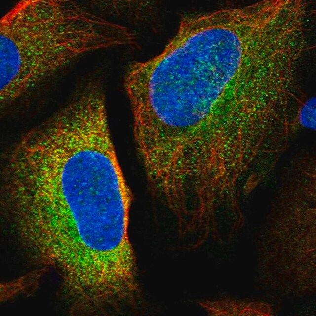 Anti-LSMEM1 antibody produced in rabbit