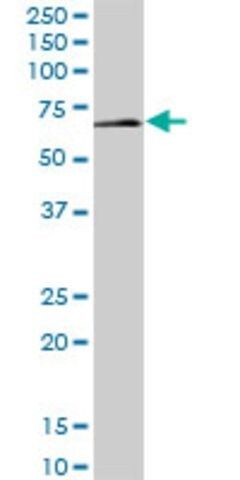 Anti-LSM14A antibody produced in mouse