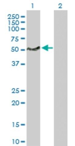 Anti-LSP1 antibody produced in rabbit