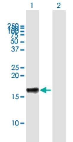 Anti-LST1 antibody produced in mouse