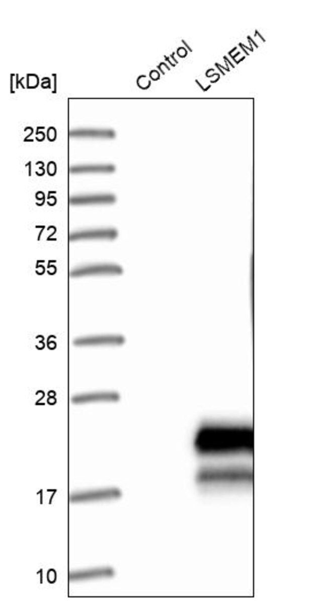 Anti-LSMEM1 antibody produced in rabbit