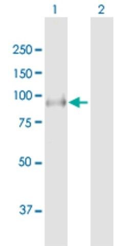 Anti-LRSAM1 antibody produced in mouse