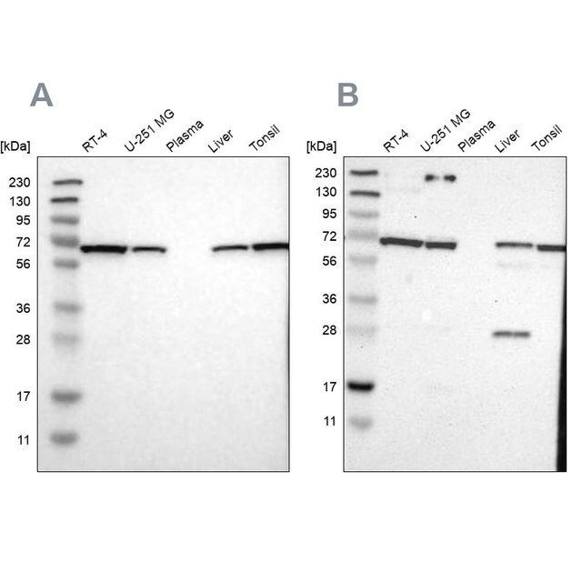 Anti-LTA4H antibody produced in rabbit