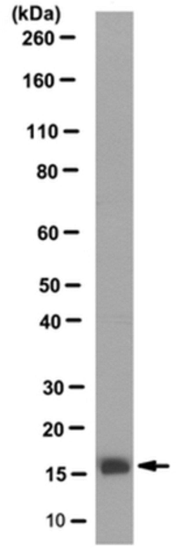 Anti-LSm1 Antibody, clone 5F3