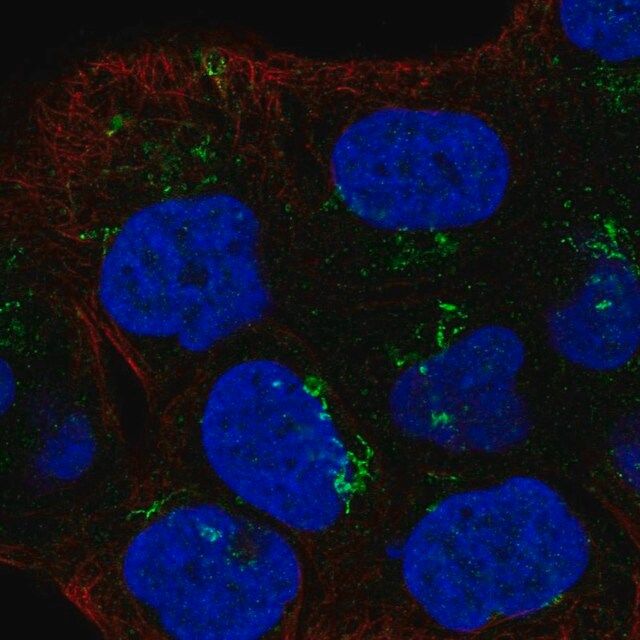 Anti-LTBR antibody produced in rabbit