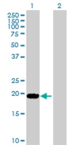 Anti-LTA antibody produced in rabbit