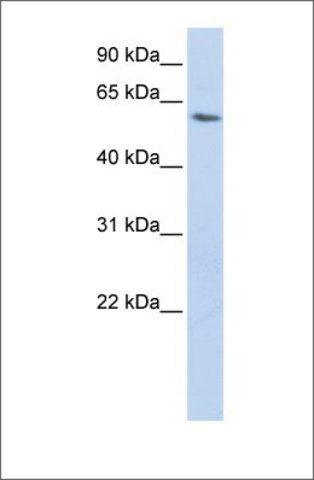 Anti-LSM14A (ab1) antibody produced in rabbit