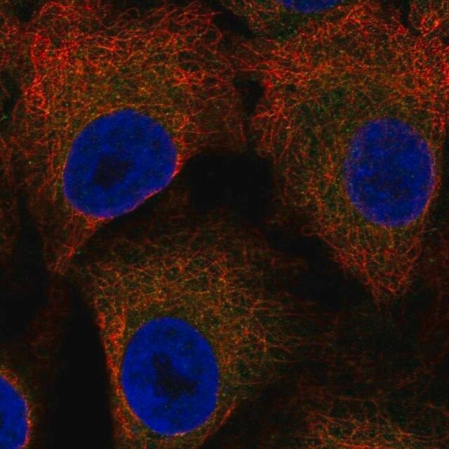 Anti-LSAMP antibody produced in rabbit