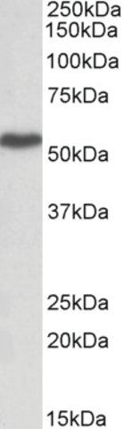 Anti-LSP1 antibody produced in goat