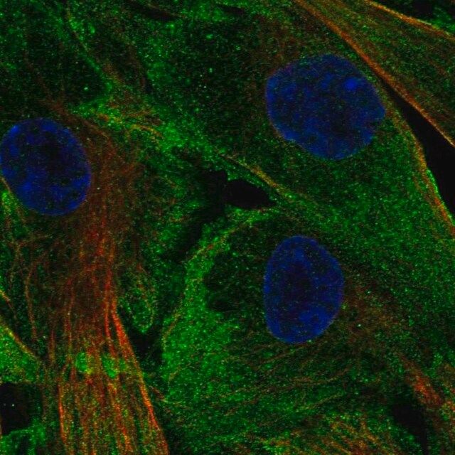 Anti-LSP1 antibody produced in rabbit