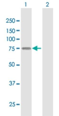 Anti-LSR antibody produced in mouse