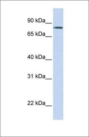 Anti-LST-3TM12 (ab2) antibody produced in rabbit