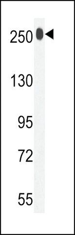 ANTI-LTBP1(C-TERMINAL) antibody produced in rabbit