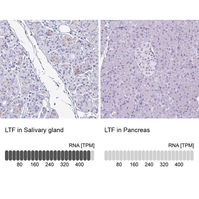 Anti-LTF antibody produced in rabbit