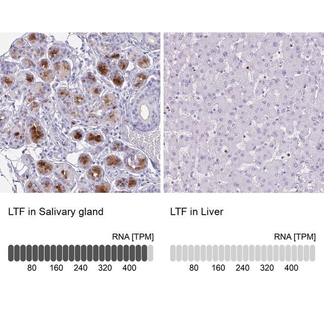 Anti-LTF antibody produced in rabbit