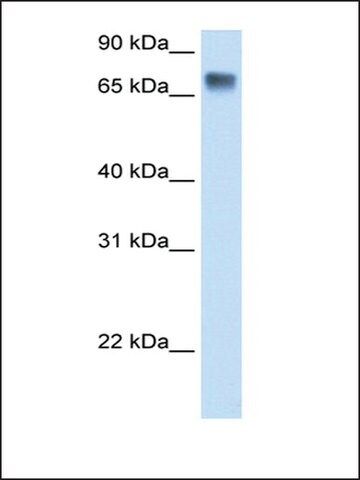 Anti-LSR antibody produced in rabbit