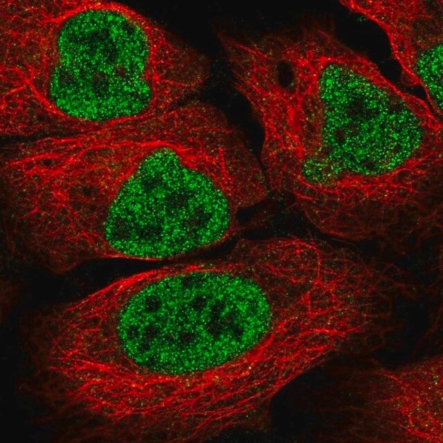 Anti-LTBP3 antibody produced in rabbit