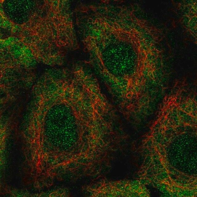 Anti-LTB4R2 antibody produced in rabbit