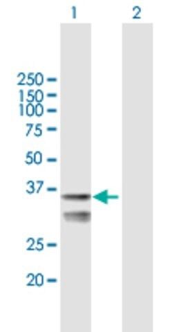 Anti-LETMD1 antibody produced in mouse