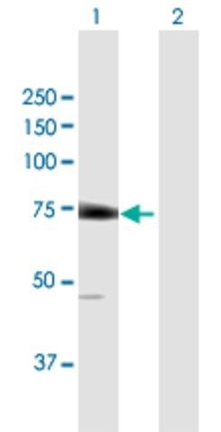 Anti-LGTN antibody produced in mouse