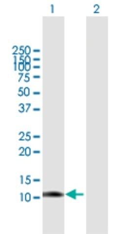 Anti-LGALS1 antibody produced in mouse