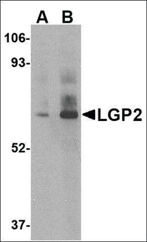 Anti-LGP2 antibody produced in rabbit