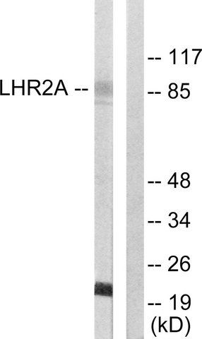 Anti-LHR2A antibody produced in rabbit