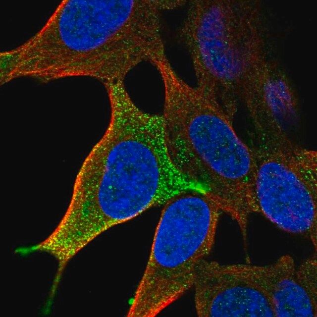 Anti-LHFPL3 antibody produced in rabbit