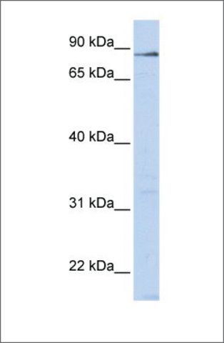 Anti-L3MBTL4 antibody produced in rabbit