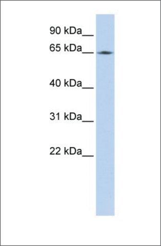 Anti-LMNB2 antibody produced in rabbit