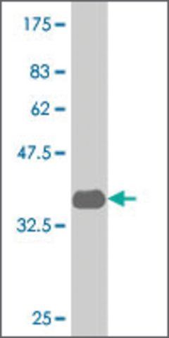 ANTI-LMO3 antibody produced in mouse