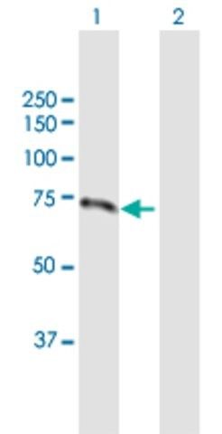 Anti-LMLN antibody produced in mouse